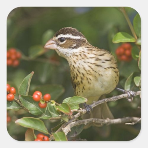 Rose_breasted Grosbeak Pheucticus 2 Square Sticker