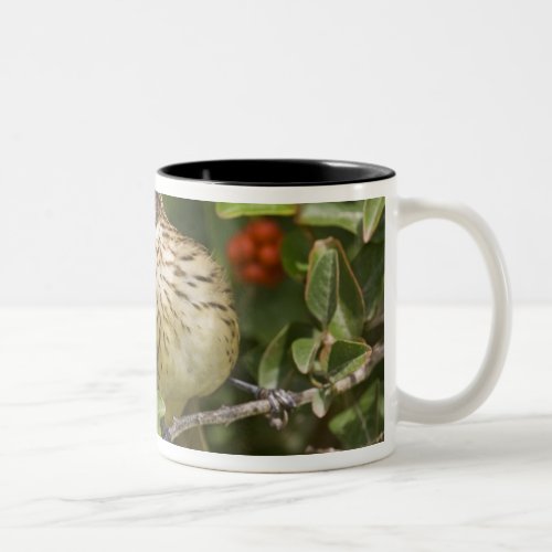 Rose_breasted Grosbeak Pheucticus 2 Two_Tone Coffee Mug