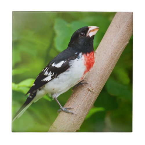 Rose_Breasted Grosbeak Pheucticus Ludovicianus Tile