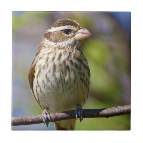 Rose Breasted Grosbeak Pheucticus Ludovicianus Tile