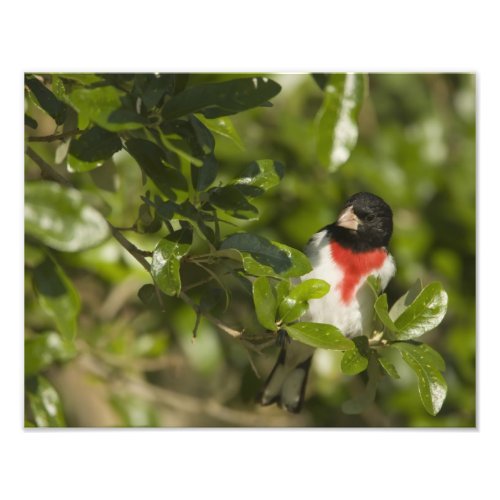 Rose_breasted grosbeak Pheucticus Photo Print