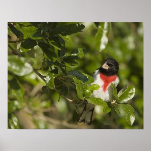 Rose_breasted grosbeak Pheucticus Poster