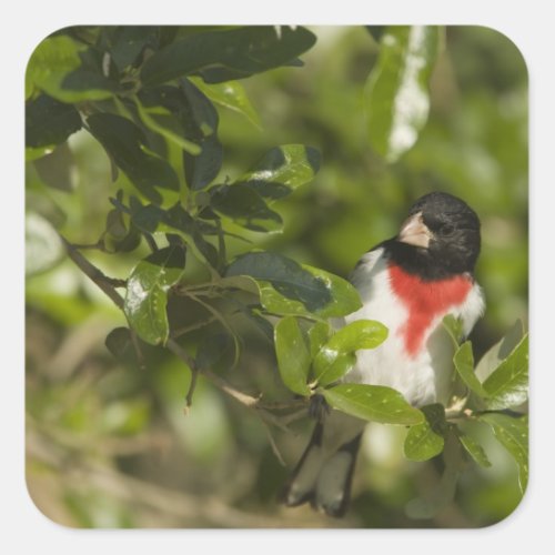 Rose_breasted grosbeak Pheucticus Square Sticker