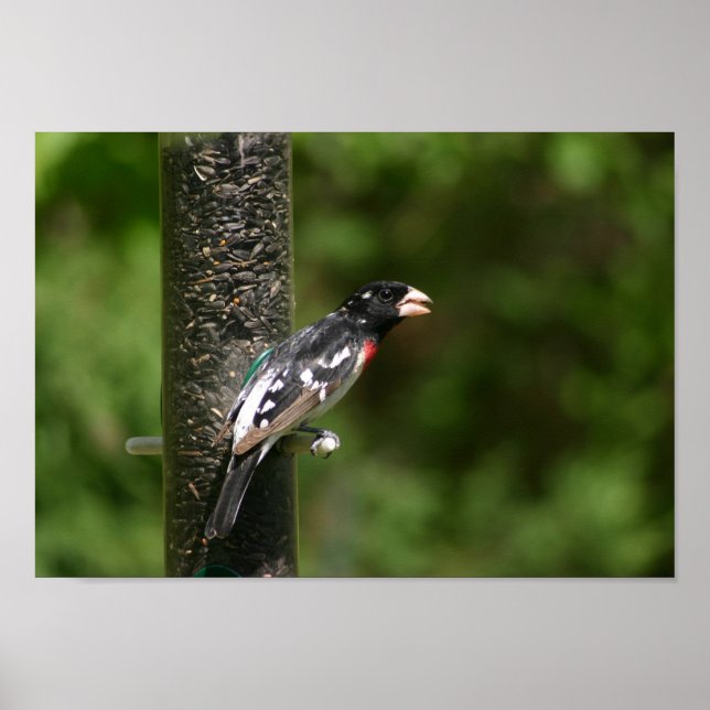 rose-breasted grosbeak  poster (Front)