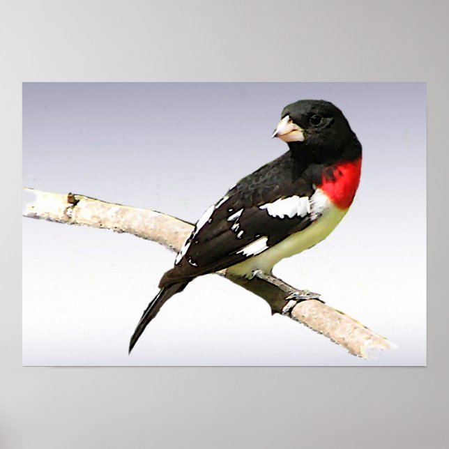 Rose-breasted Grosbeak Poster (Front)