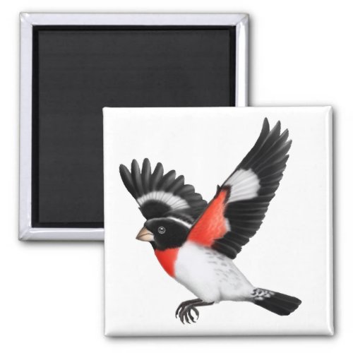 Rose Breasted Grosbeak Wild Bird Magnet