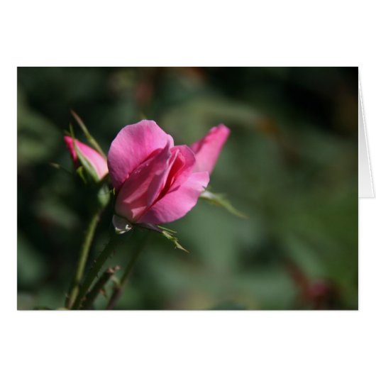 Rose Bud Cards (Front Horizontal)
