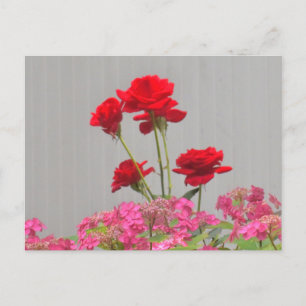 Rose Buds Erupting From Hydrangea Lace Caps. Postcard