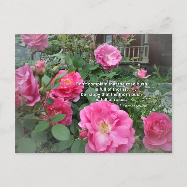 Rose Bush Happy Pink Roses Quote German Proverb Postcard (Front)