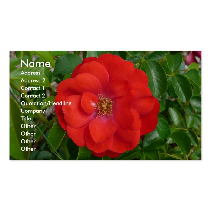 Rose Business Cards