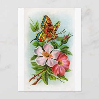 Rose & Butterfly Postcard
