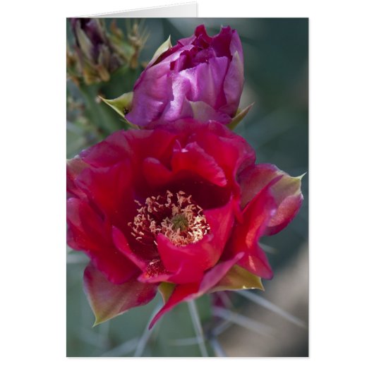 Rose Cactus Blossom Cards (Front)