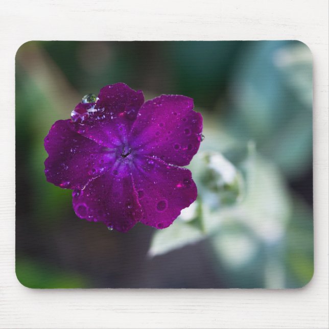 Rose campion Silene coronaria Mouse Pad (Front)