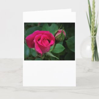 Rose, card