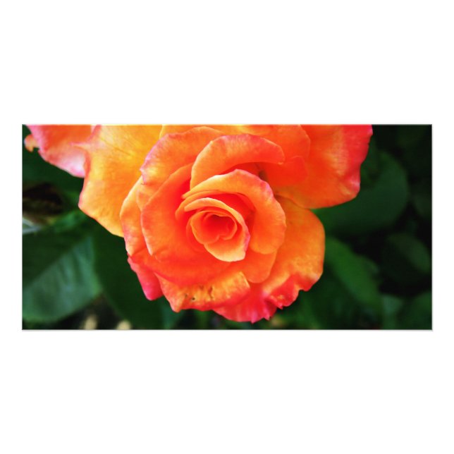 Rose Card (Front)