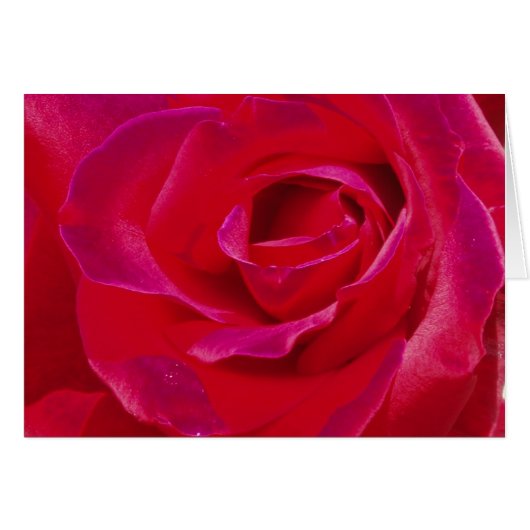 Rose Card (Front Horizontal)