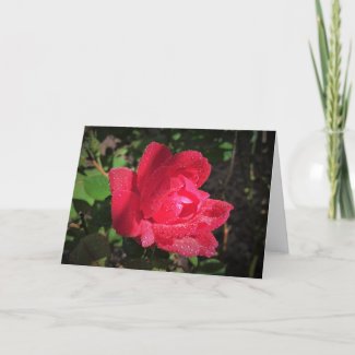 Rose, card