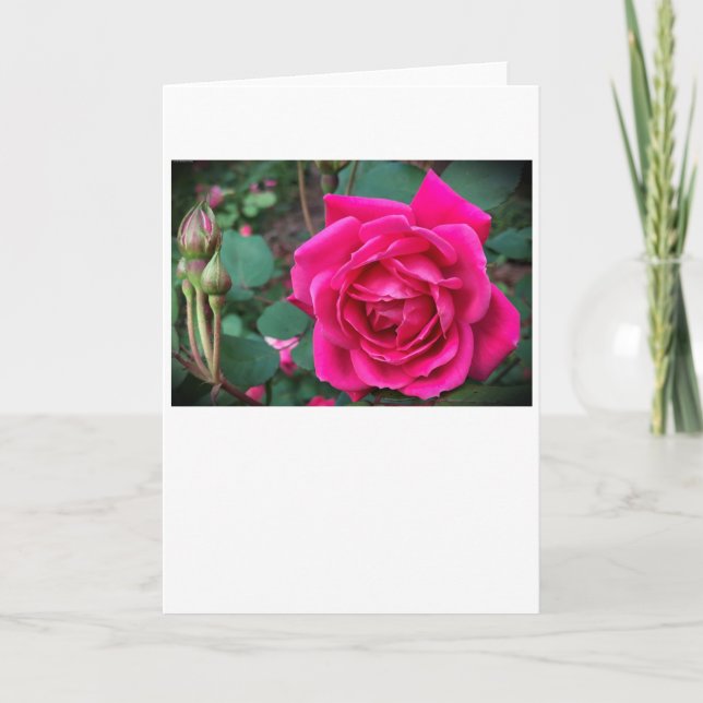 Rose, card (Front)