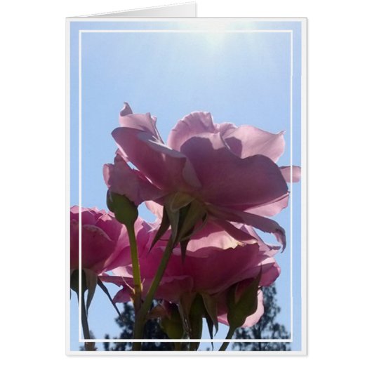 Rose card, blank, 7 cards (Front)