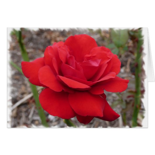 Rose Cards (Front Horizontal)