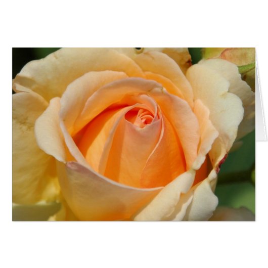 Rose Cards (Front Horizontal)