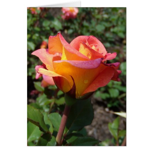 Rose Cards (Front)