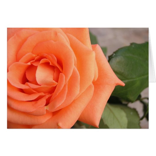 Rose Cards (Front Horizontal)