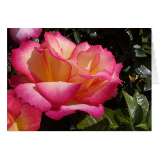 Rose Cards (Front Horizontal)