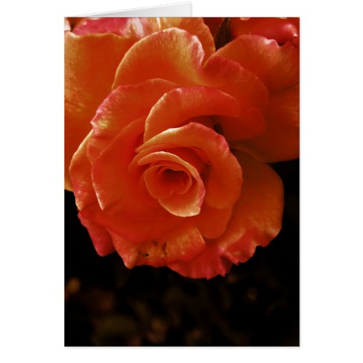 Rose Cards (Front)