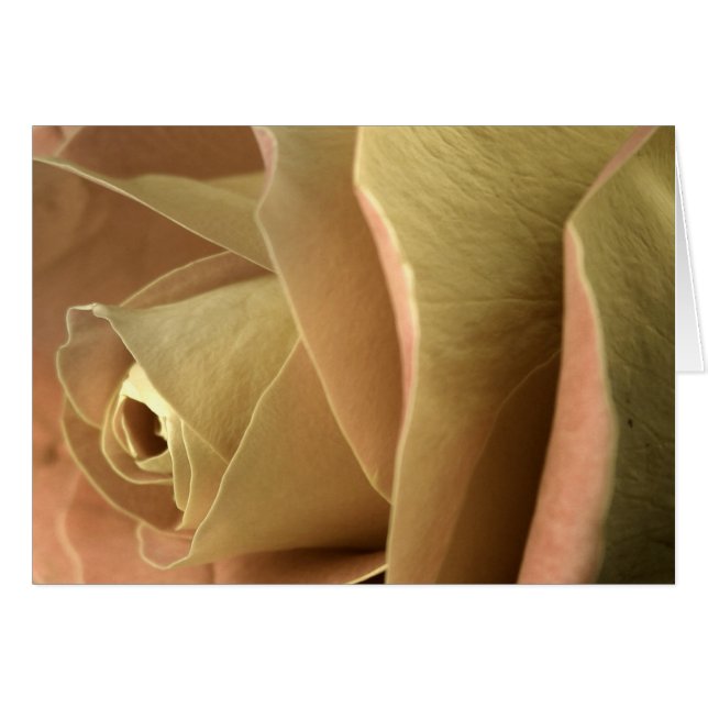 Rose Cards (Front Horizontal)