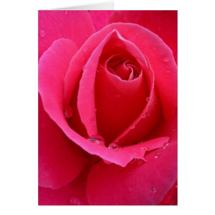 Rose Cards Pink Flowers Custom Greeting Card