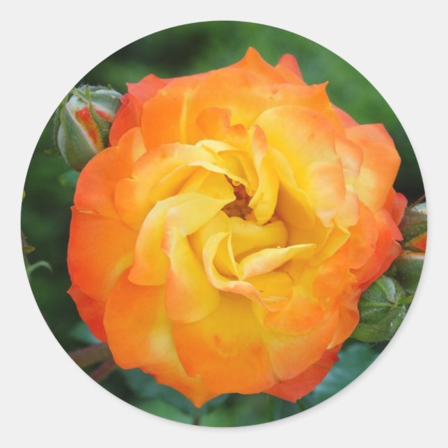 Rose Classic Round Sticker, Glossy Sticker (Front)