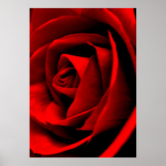 Rose Close-Up Poster
