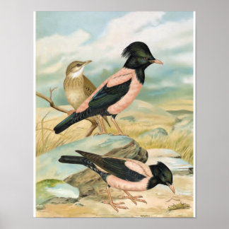 Rose-Colored Starling Vintage Bird Illustration Poster