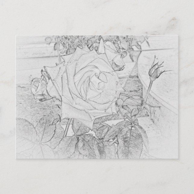 Rose Coloring Sheet Postcard (Front)