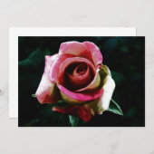 rose drawing (Front/Back)