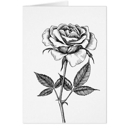 Rose drawing (Front)
