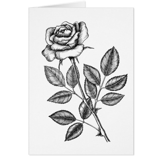 Rose drawing 2 cards (Front)
