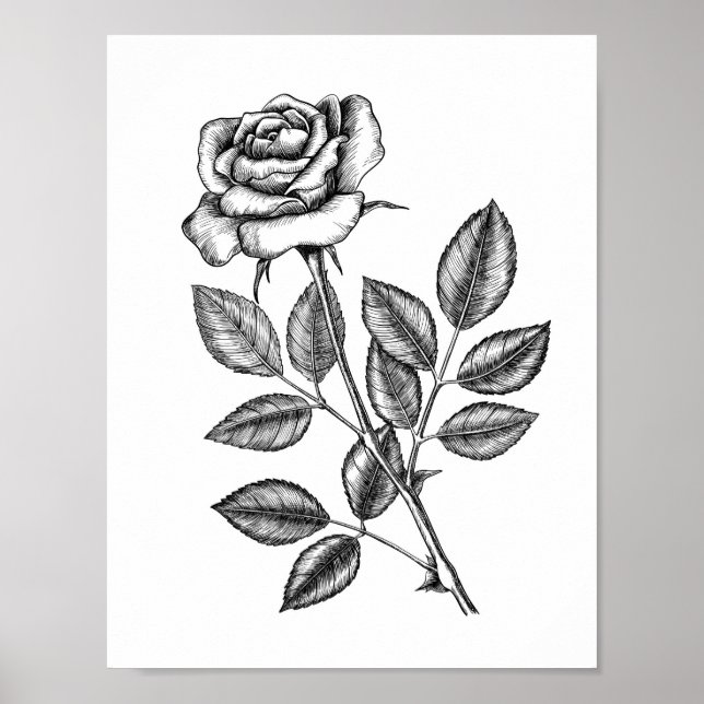 Rose drawing 2 poster (Front)