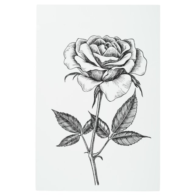 Rose drawing metal print (Front)