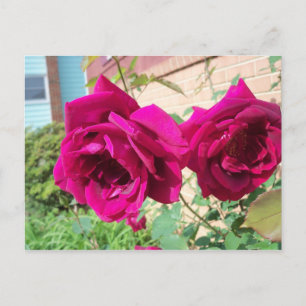 Rose Duo Postcard