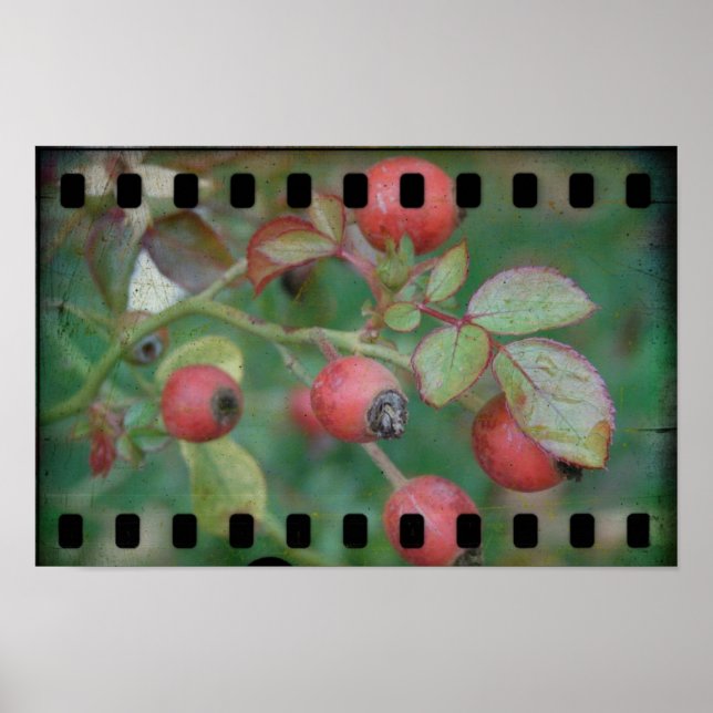 Rose Film Poster (Front)