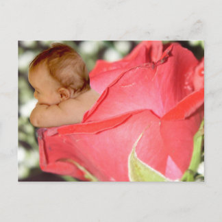 Rose Flower Baby Postcard