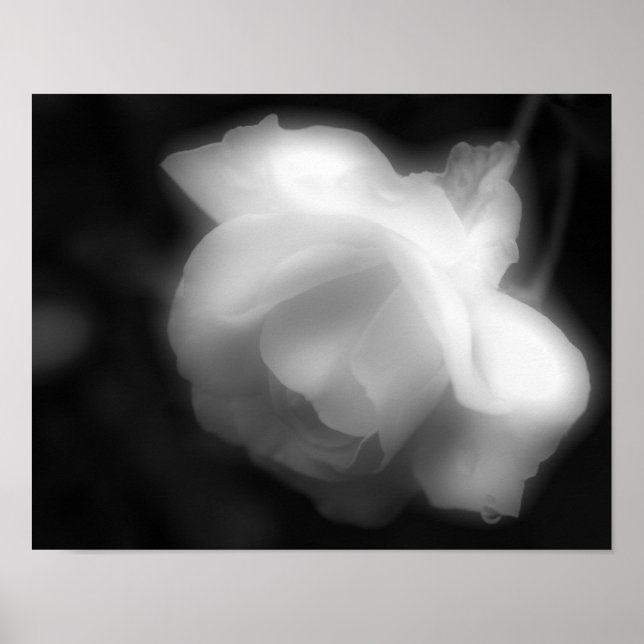 Rose Flower Black And White High Contrast  Poster (Front)