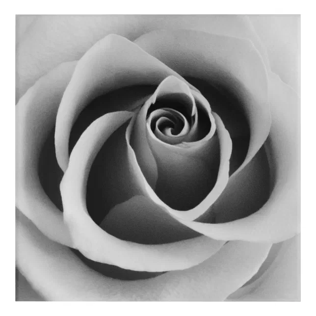 Rose Flower Close Up Black and White Photography Acrylic Print | Zazzle