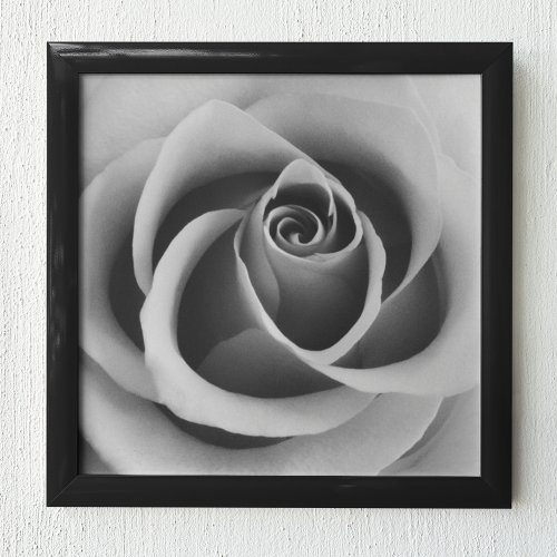 Rose Flower Close Up Black and White Photography Poster