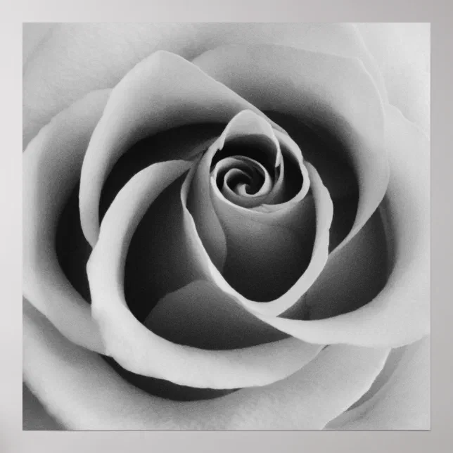 Rose Flower Close Up Black and White Photography Poster | Zazzle