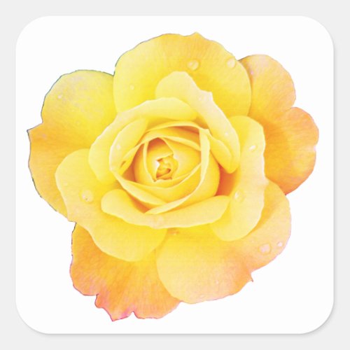 Rose Flower Floral Orange Yellow Easter Spring Square Sticker