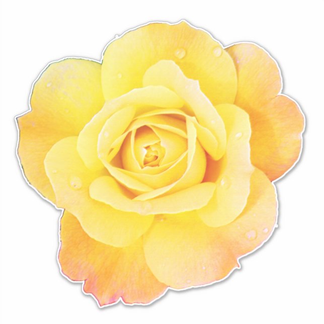 Rose Flower Floral Orange Yellow Easter Spring Sticker (Front)