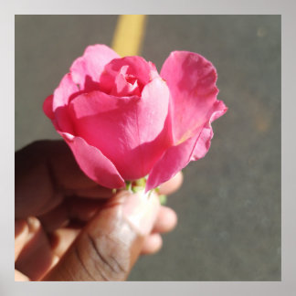 Rose Flower Poster